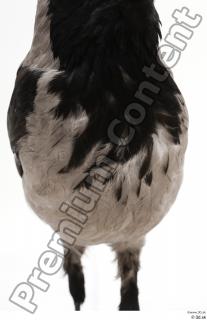 Carrion crow bird chest 0001.jpg